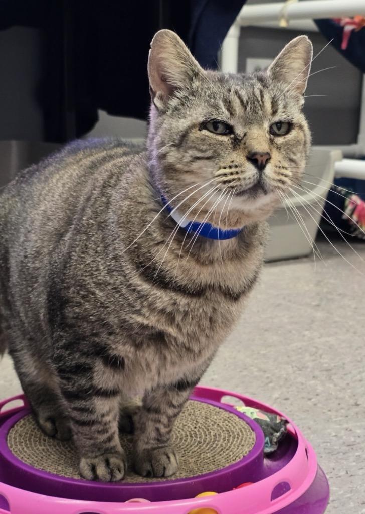 BUTTERBALL, Adoptable, Adult Male Domestic Short Hair.