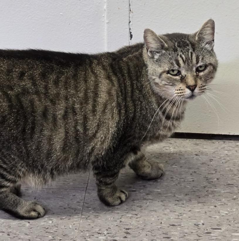 BUTTERBALL, a Adoptable mixed breed in Muskegon, MI image 4/6