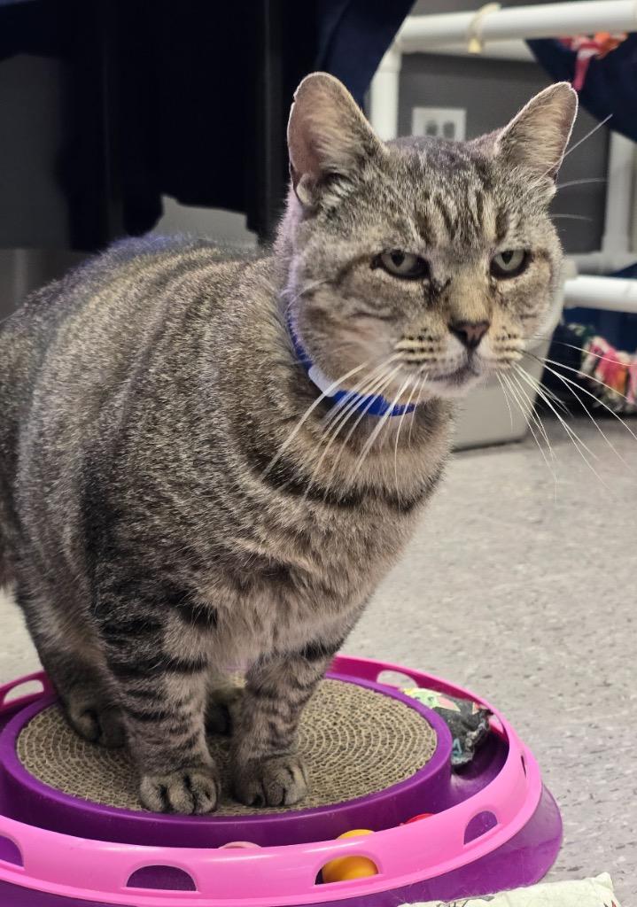 BUTTERBALL, a Adoptable mixed breed in Muskegon, MI image 5/6