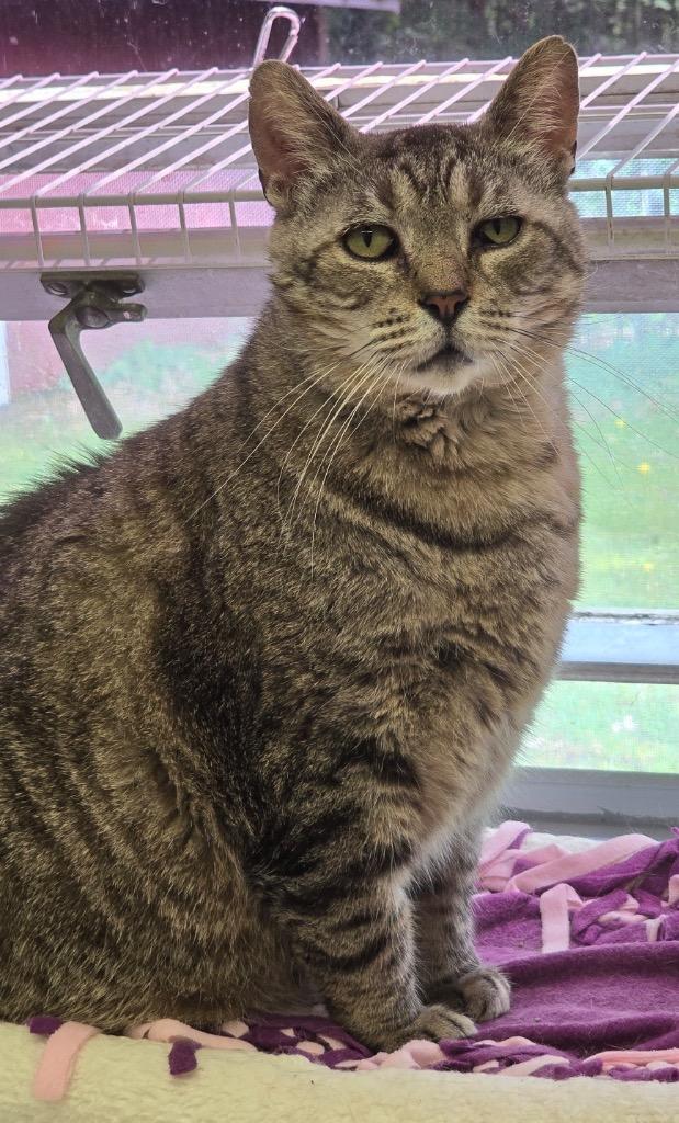BUTTERBALL, a Adoptable mixed breed in Muskegon, MI image 2/6