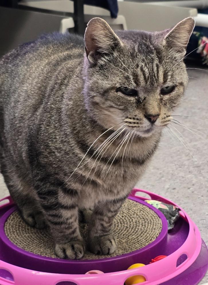 BUTTERBALL, a Adoptable mixed breed in Muskegon, MI image 6/6