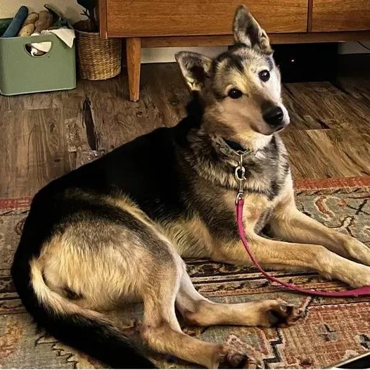 Whitney, ADOPTABLE, Senior Female Husky.