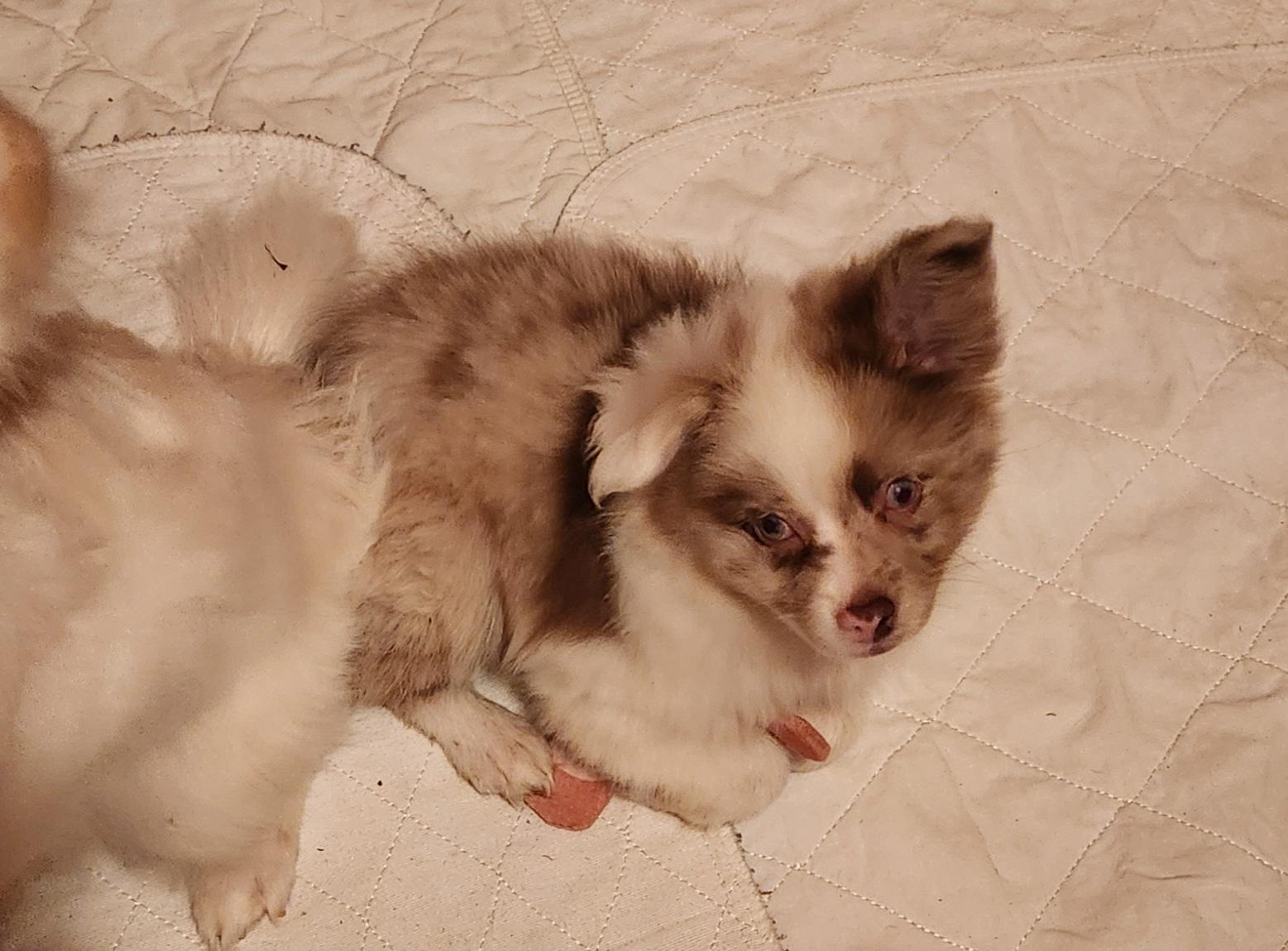 Keller, Adoptable, Puppy Male Pomeranian.