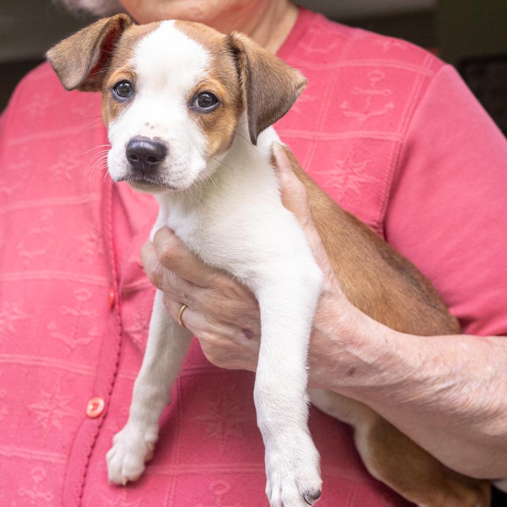 Enlarge Pretzel (Male), a Adoptable mixed breed in West Grove, PA image 4/6