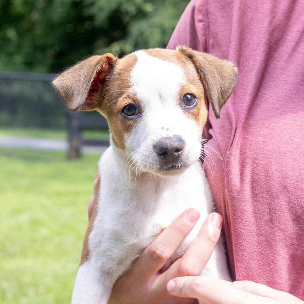Enlarge Pretzel (Male), a Adoptable mixed breed in West Grove, PA image 6/6
