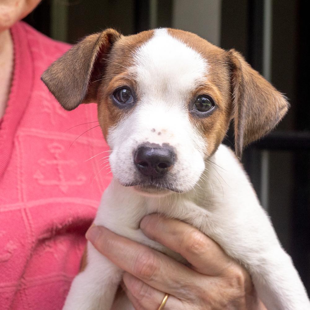Enlarge Pretzel (Male), a Adoptable mixed breed in West Grove, PA image 3/6
