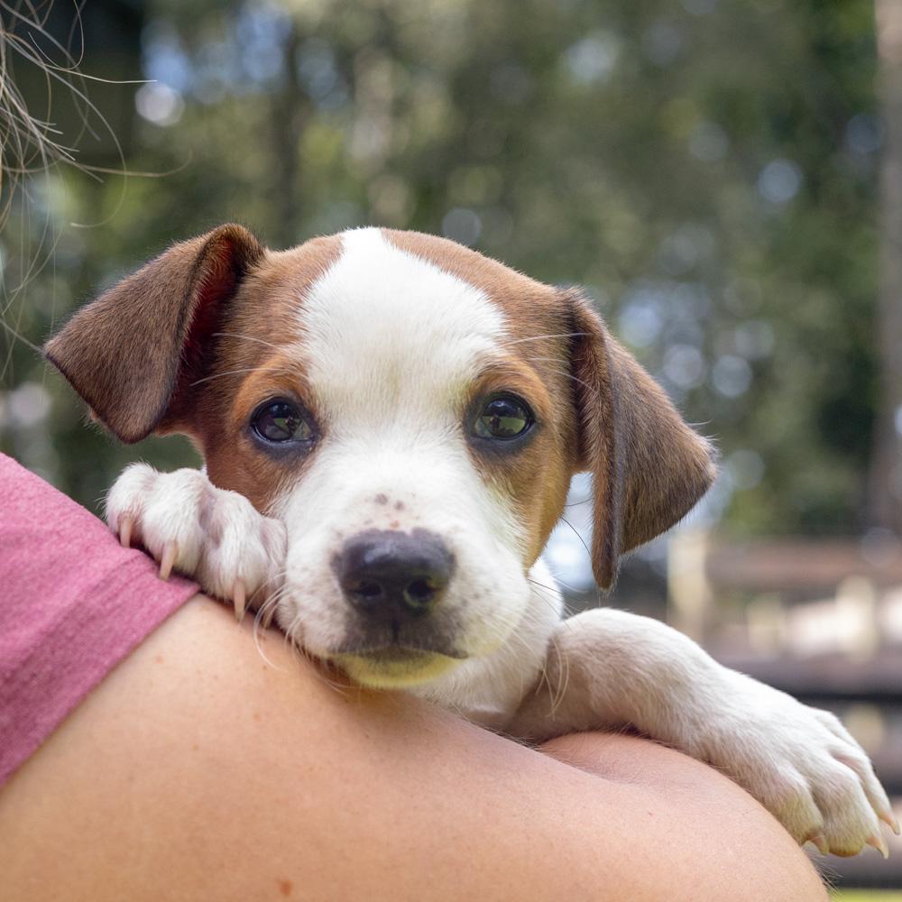 Pretzel (Male), Adoptable, Puppy Male Beagle & Spaniel.