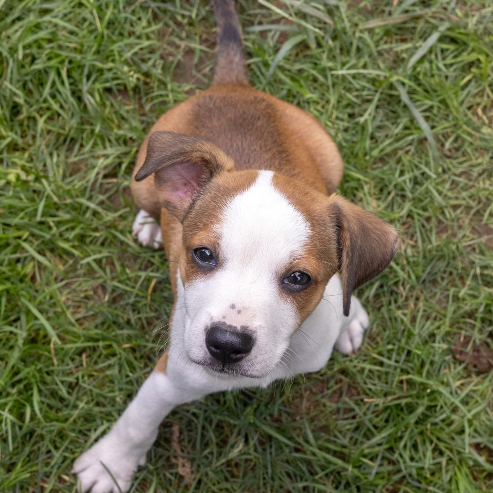 Enlarge Pretzel (Male), a Adoptable mixed breed in West Grove, PA image 5/6