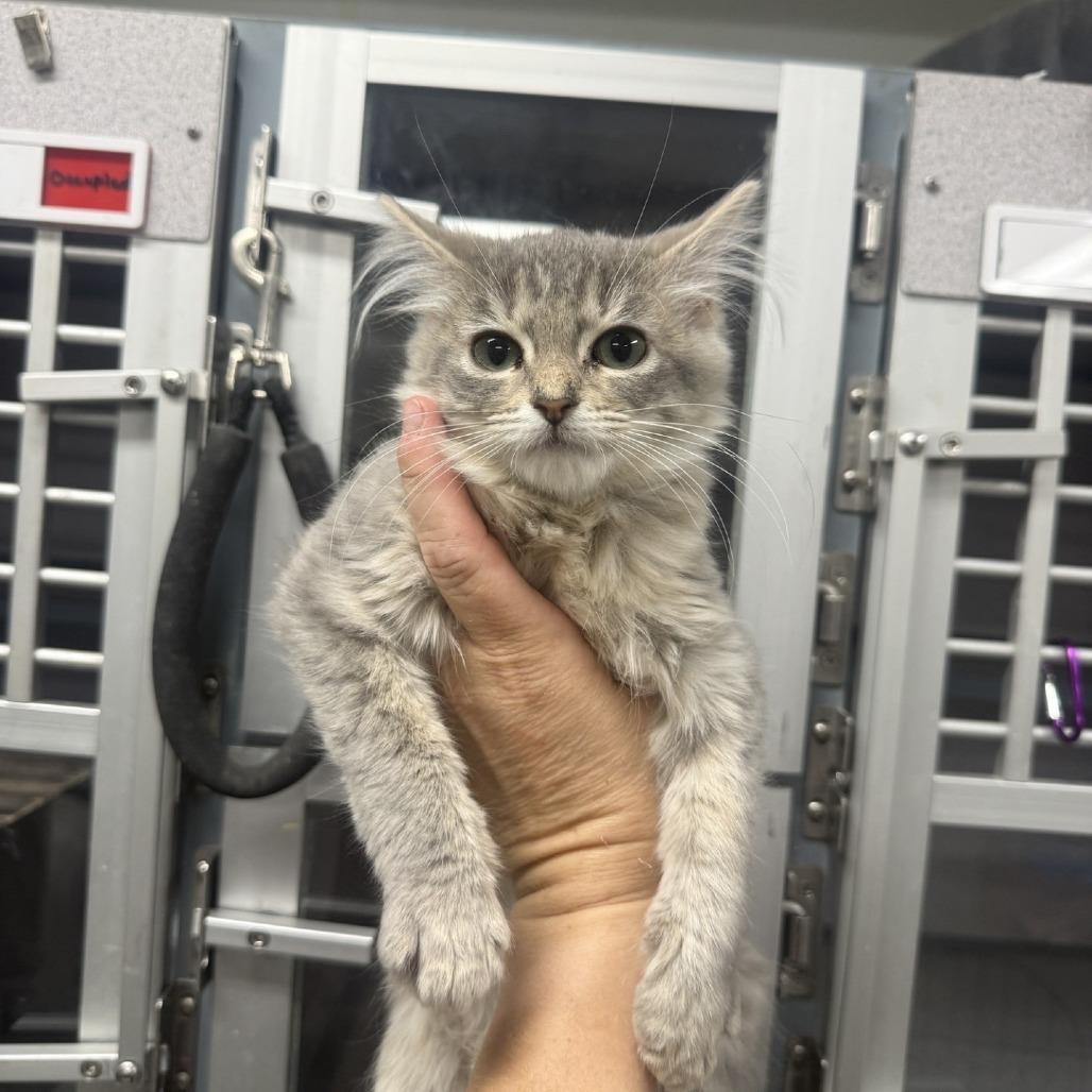 Ziggy, Adoptable, Kitten Female Domestic Long Hair.