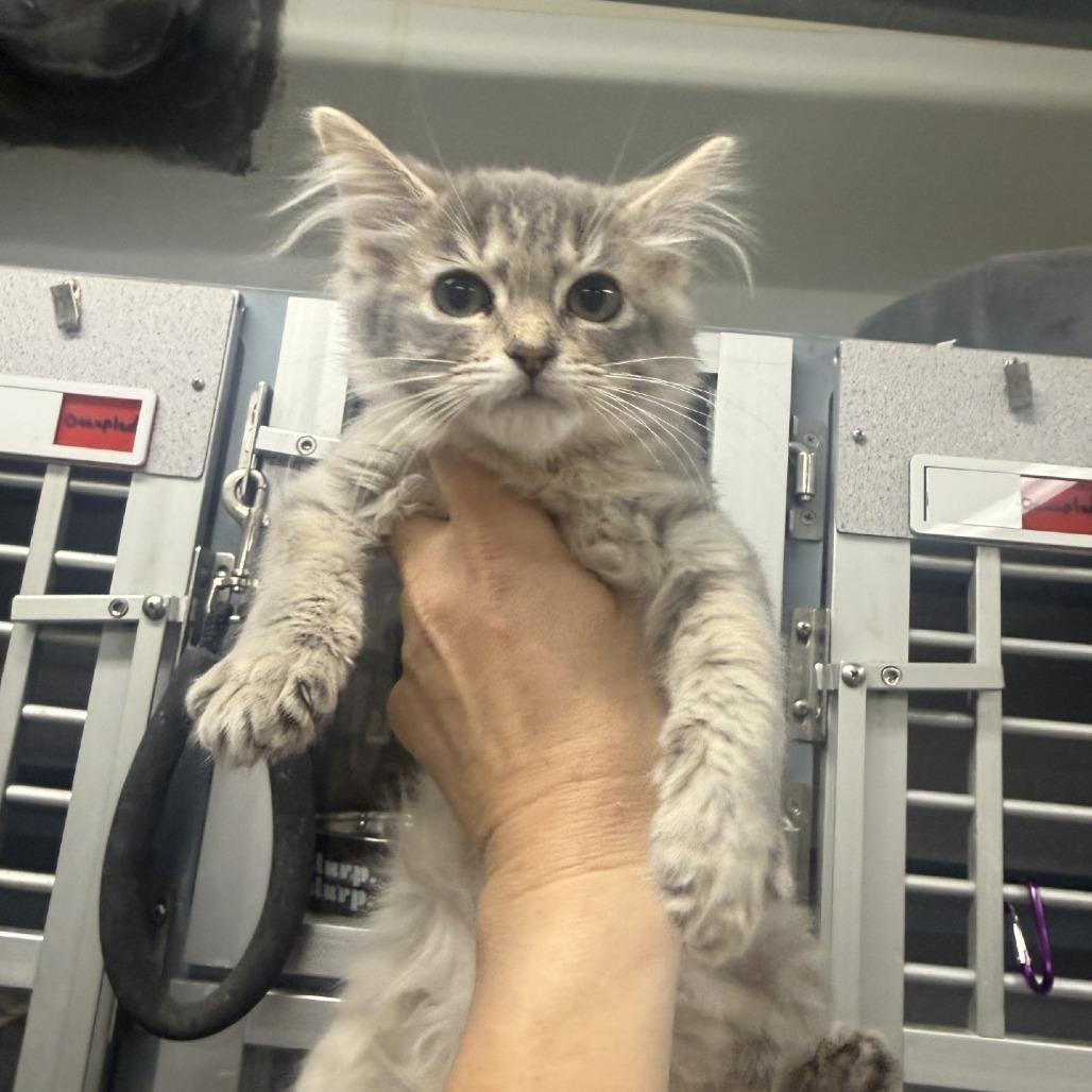 Ziggy, a Adoptable Domestic Long Hair in Collinsville , OK image 2/2