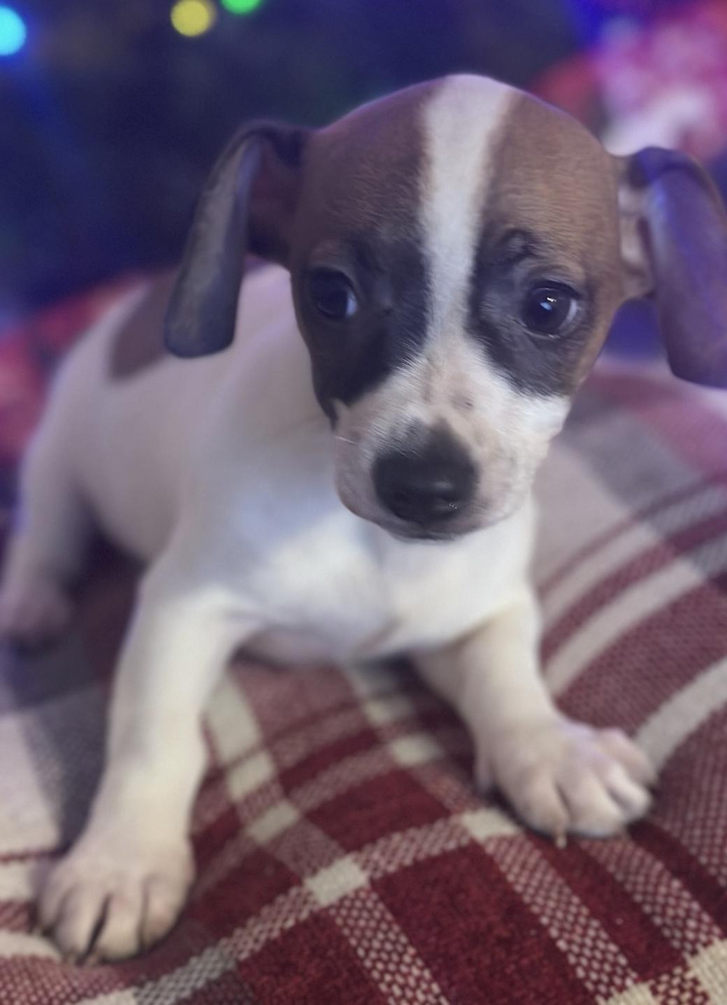 Enlarge Frito, a ADOPTABLE Miniature Dachshund in Cerritos, CA image 1/1