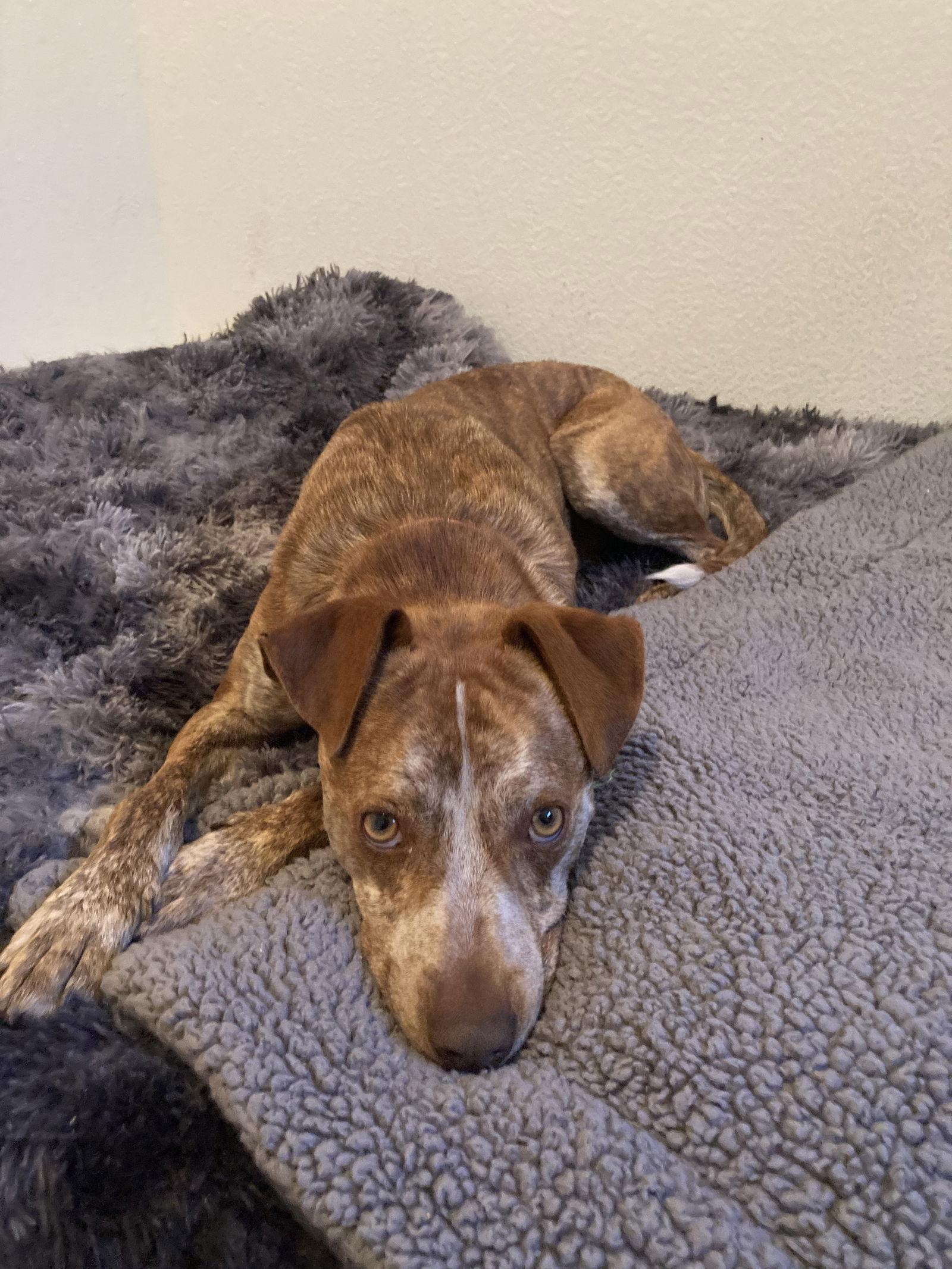 RUSTY, Adopted, Adult Male Terrier.