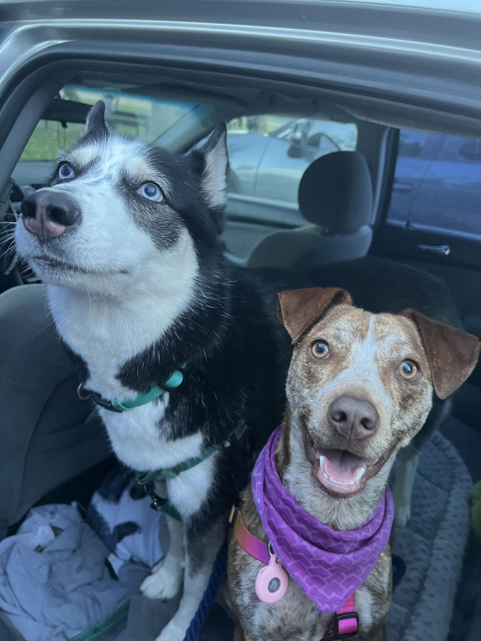 Enlarge RUSTY, a Adopted Terrier in San Diego, CA image 2/3