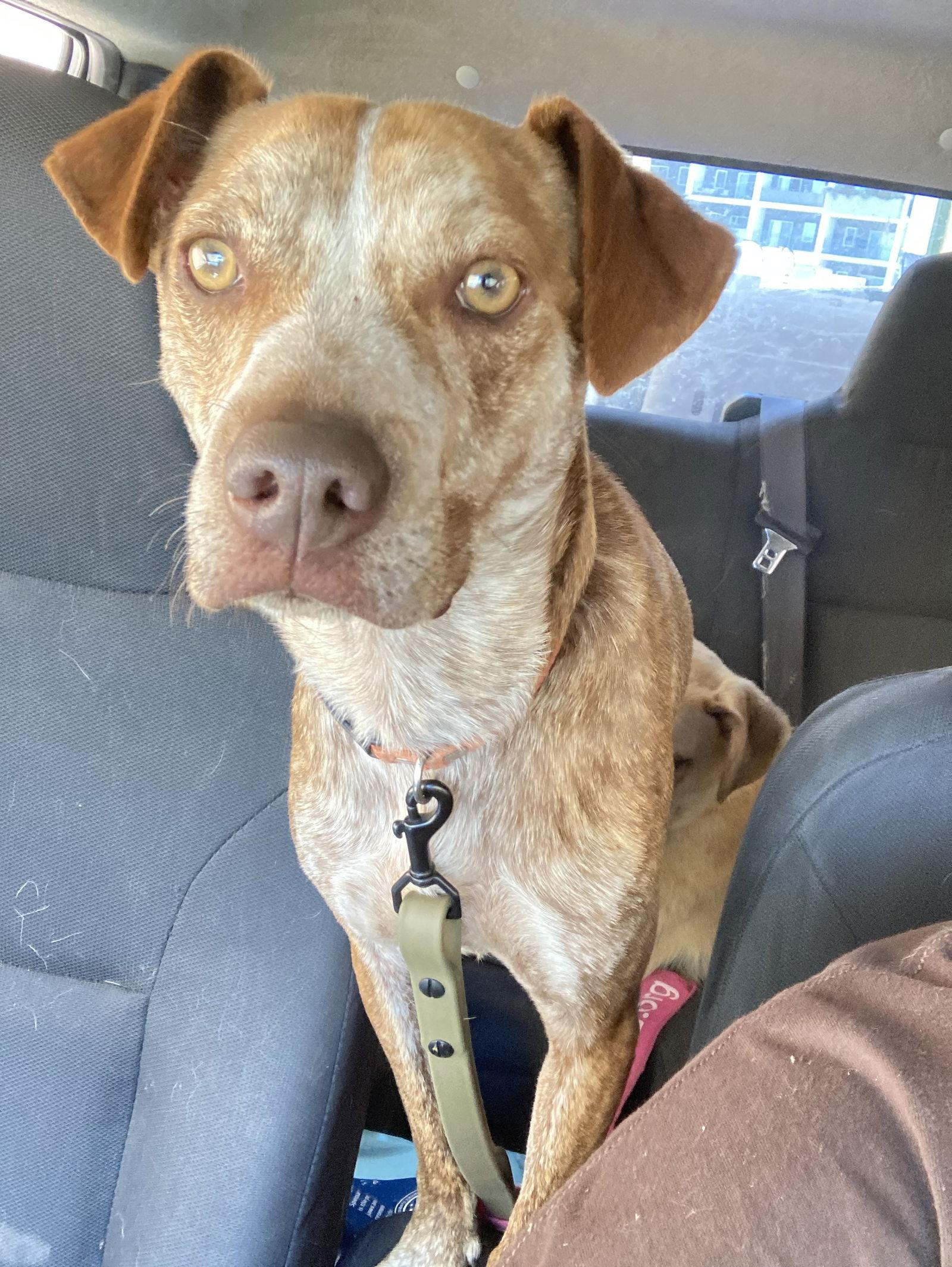 Enlarge RUSTY, a Adopted Terrier in San Diego, CA image 3/3