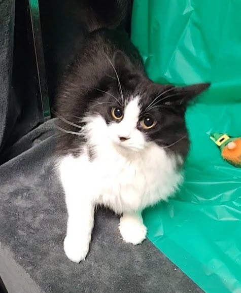 Tillie, Adoptable, Adult Female Domestic Long Hair.