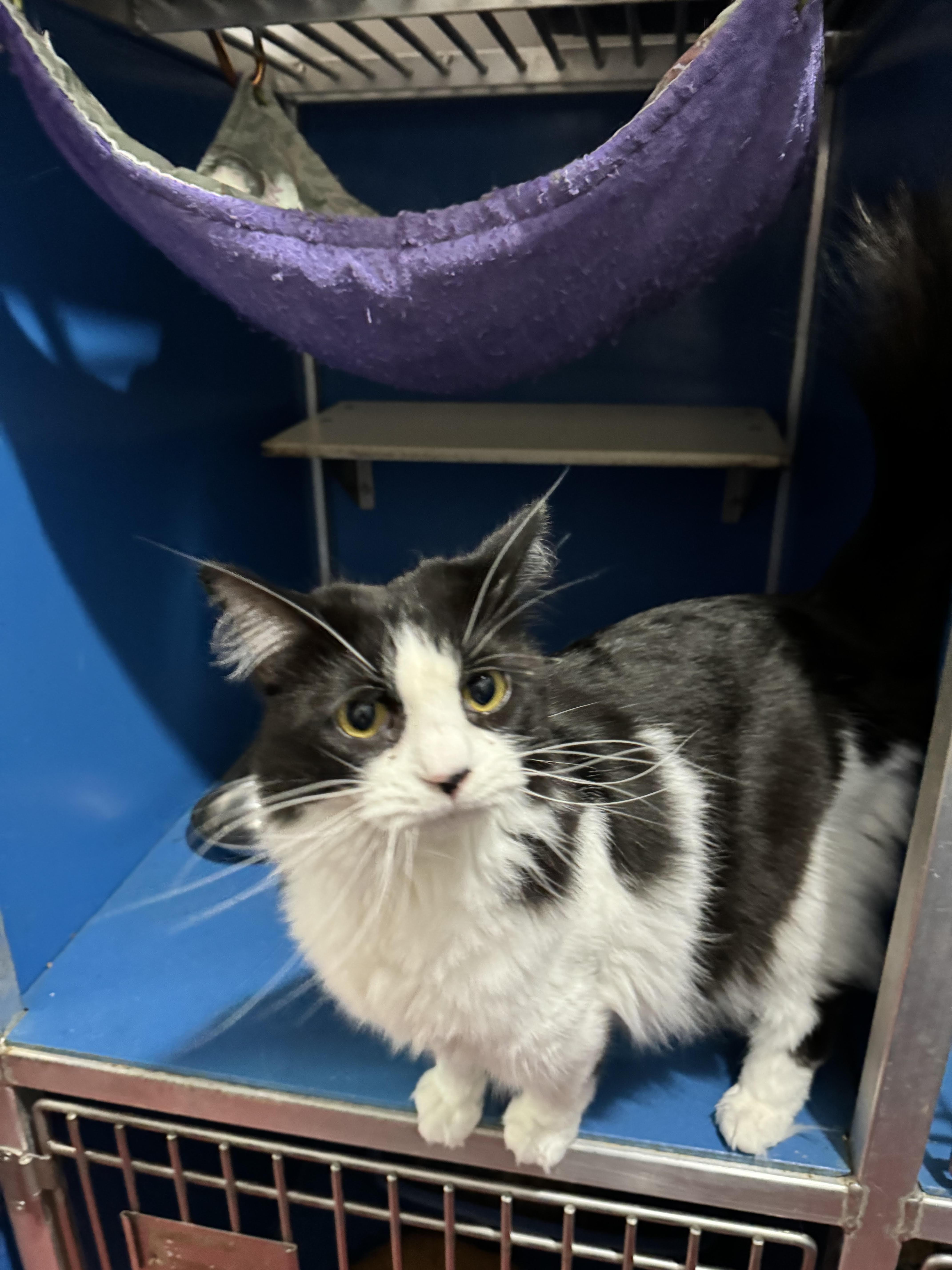 Enlarge Tillie, a Adoptable Domestic Long Hair in Hoopeston, IL image 2/2