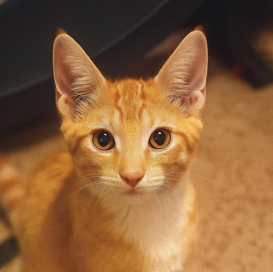 Dash (Brother of Dart), adopted, Kitten Male Tabby & Domestic Short Hair.