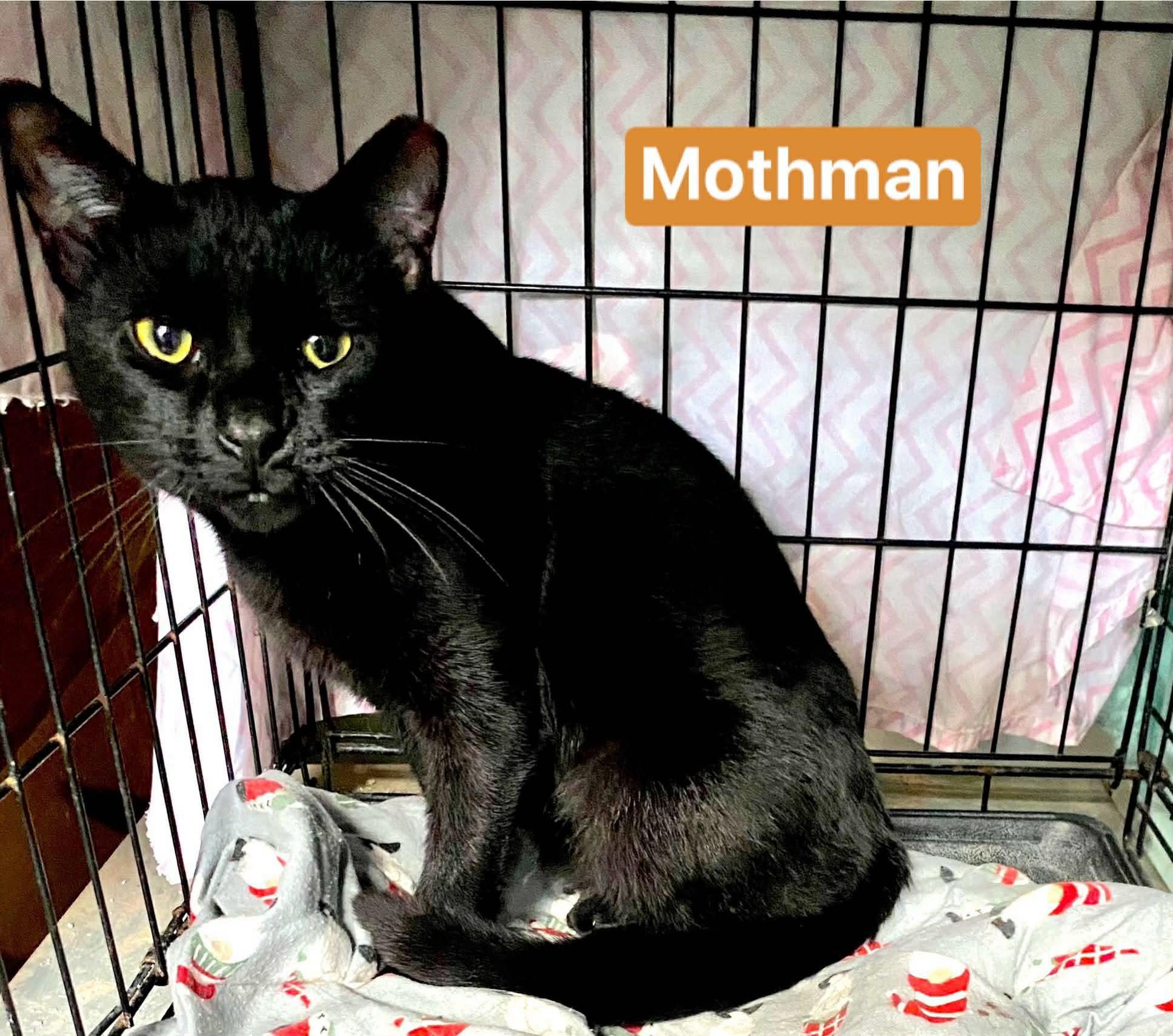 Mothman, ADOPTABLE, Young Male Domestic Short Hair.