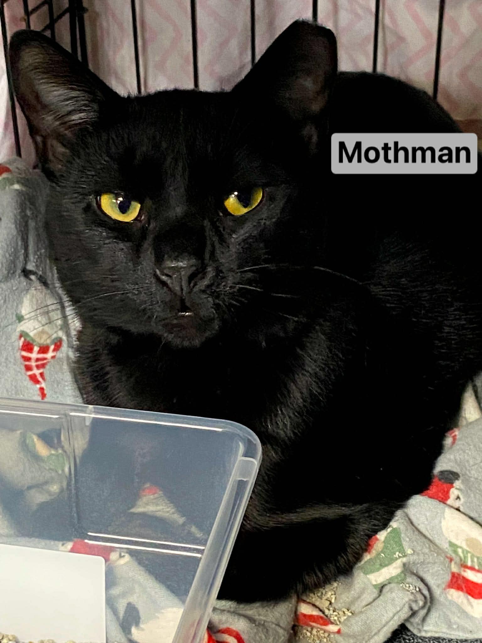 Enlarge Mothman, a ADOPTABLE mixed breed in Brownsville, PA image 2/3