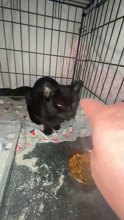 Enlarge Mothman, a ADOPTABLE mixed breed in Brownsville, PA video 3/3