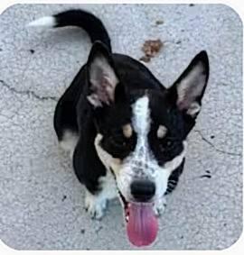 Ella, an adopted mixed breed in La Crescent, MN image 4/4