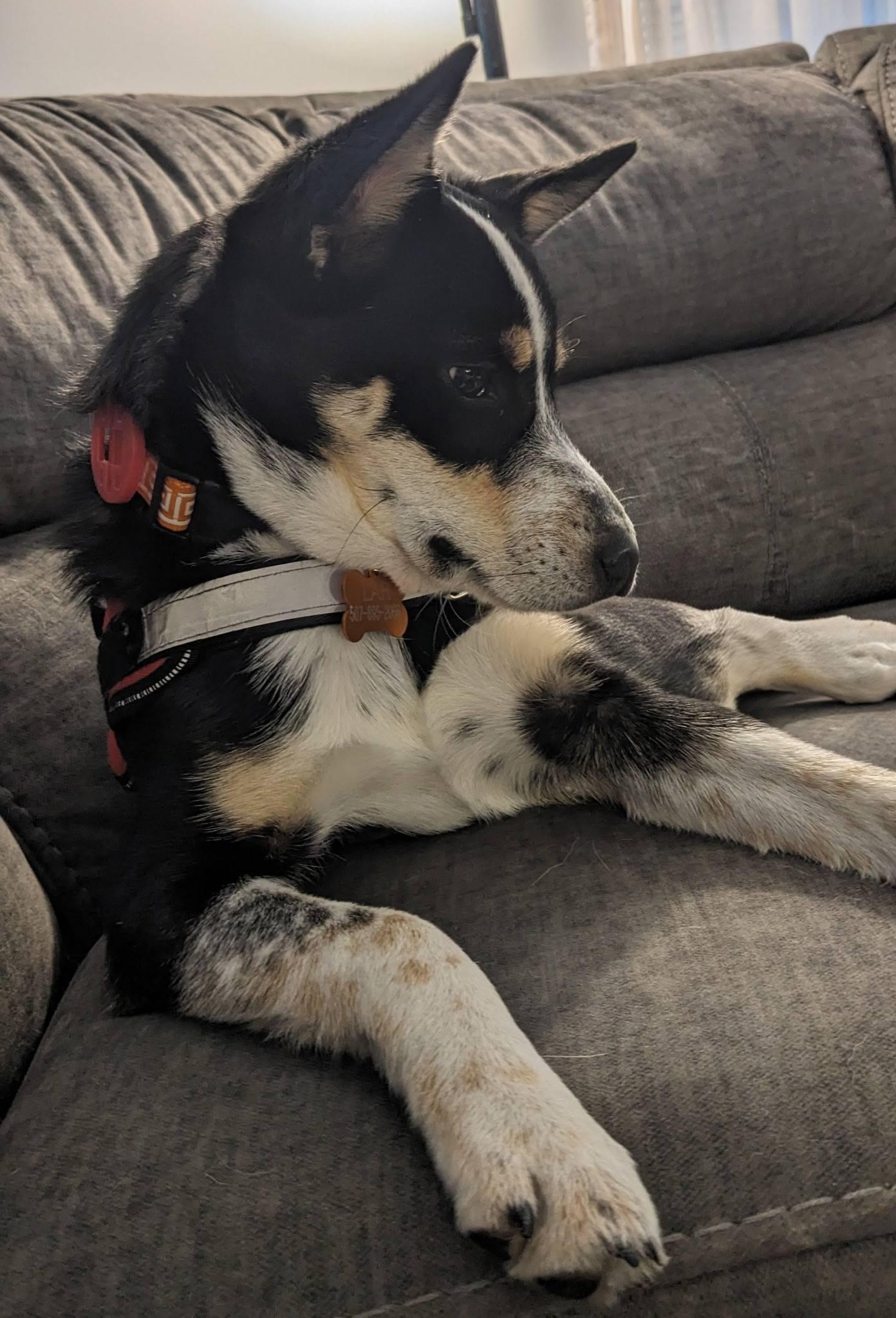 Ella, an adopted mixed breed in La Crescent, MN image 2/4