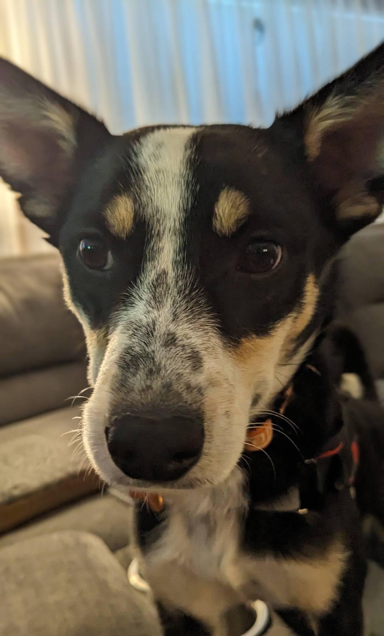 Ella, an adopted mixed breed in La Crescent, MN image 3/4
