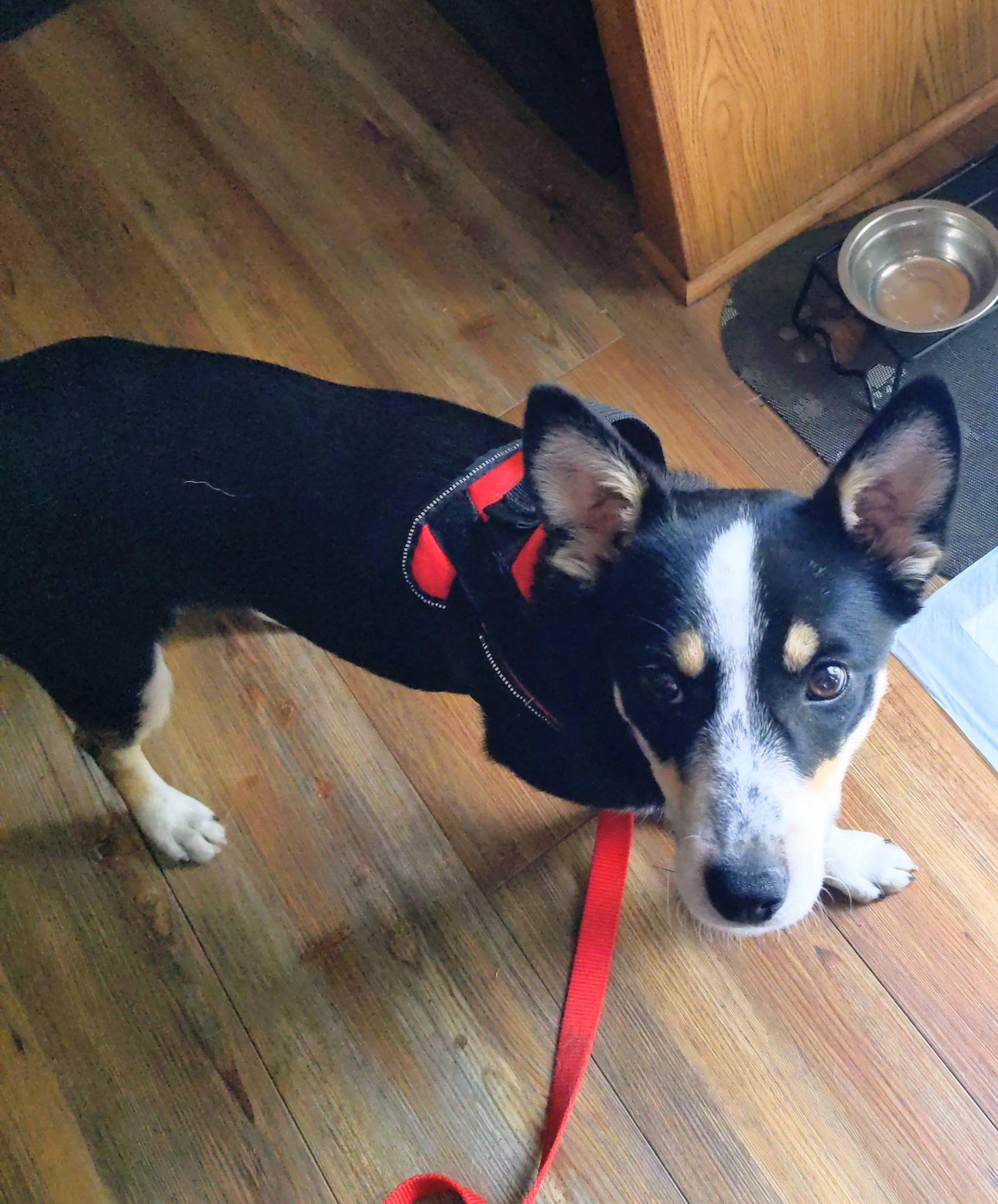 Ella, an adopted mixed breed in La Crescent, MN image 1/4