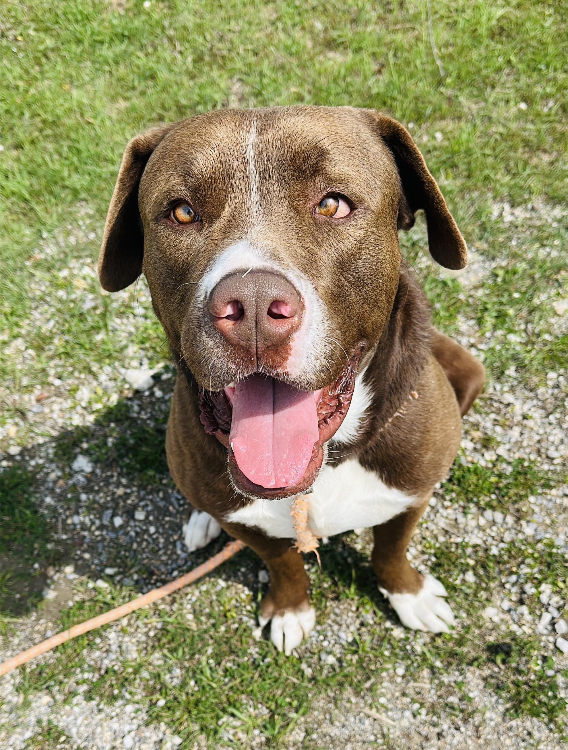 Enlarge Saint, a Adoptable mixed breed in Gonzales, TX image 1/4