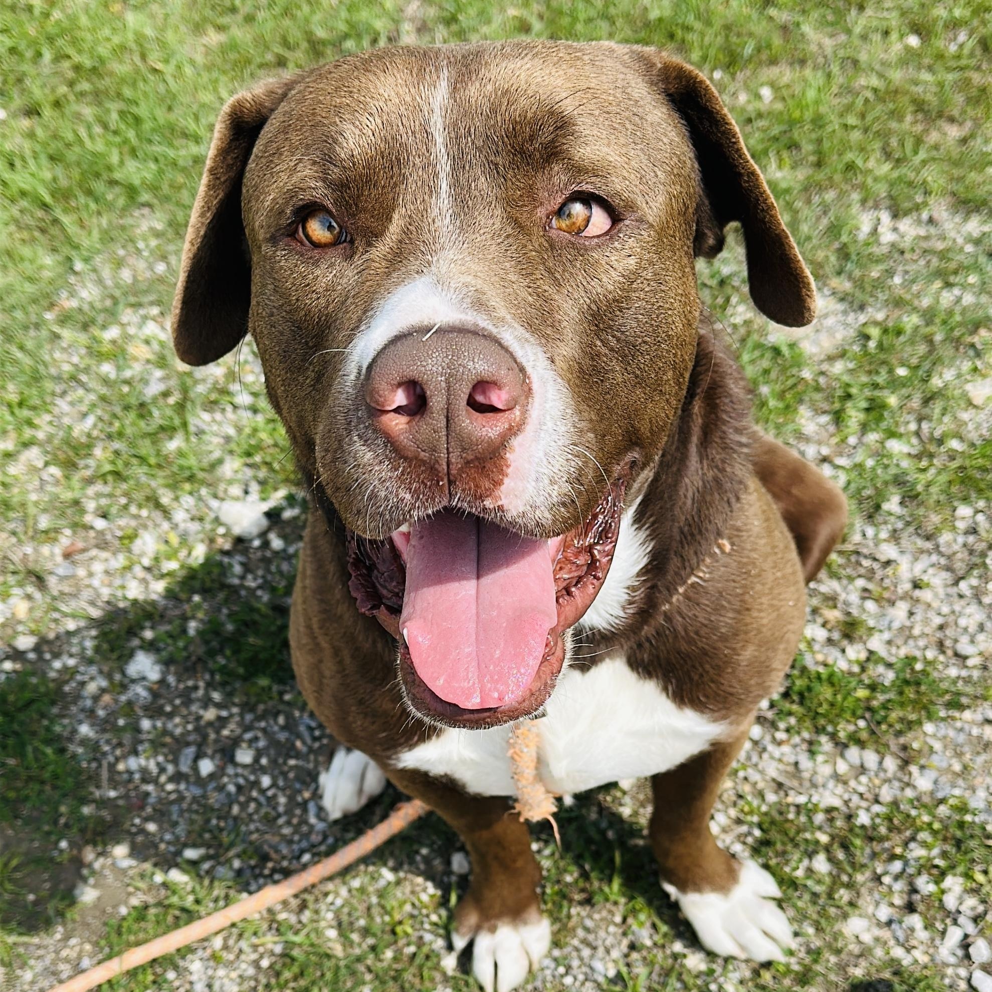 Saint, Adoptable, Adult Male American Staffordshire Terrier.