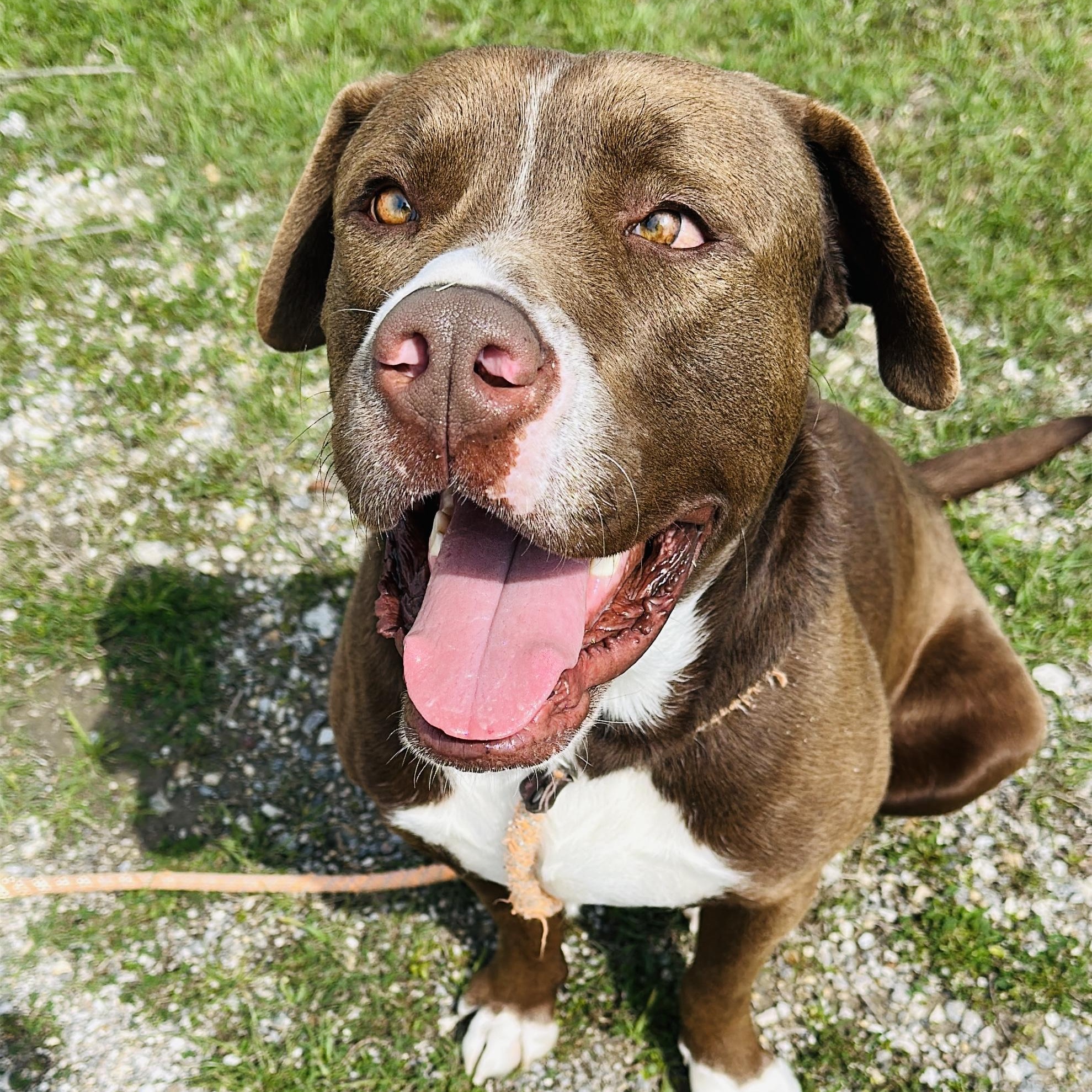 Enlarge Saint, a Adoptable mixed breed in Gonzales, TX image 3/4