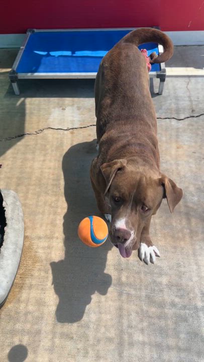 Enlarge Saint, a Adoptable mixed breed in Gonzales, TX video 4/4