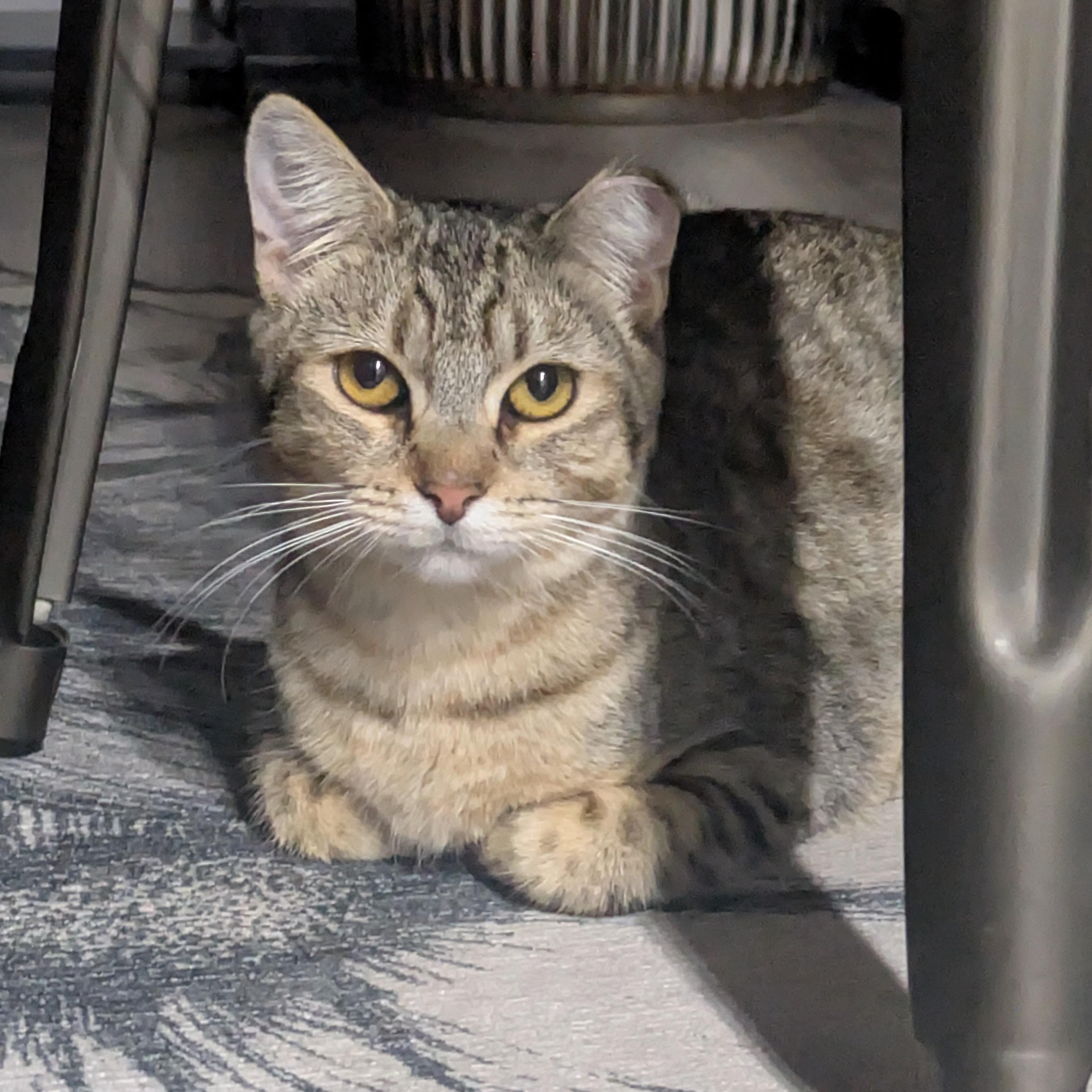 Gumdrop (Gummy) & Graham – A Sweet, Bonded Sibling Duo, Adoptable, Young Male Domestic Short Hair.