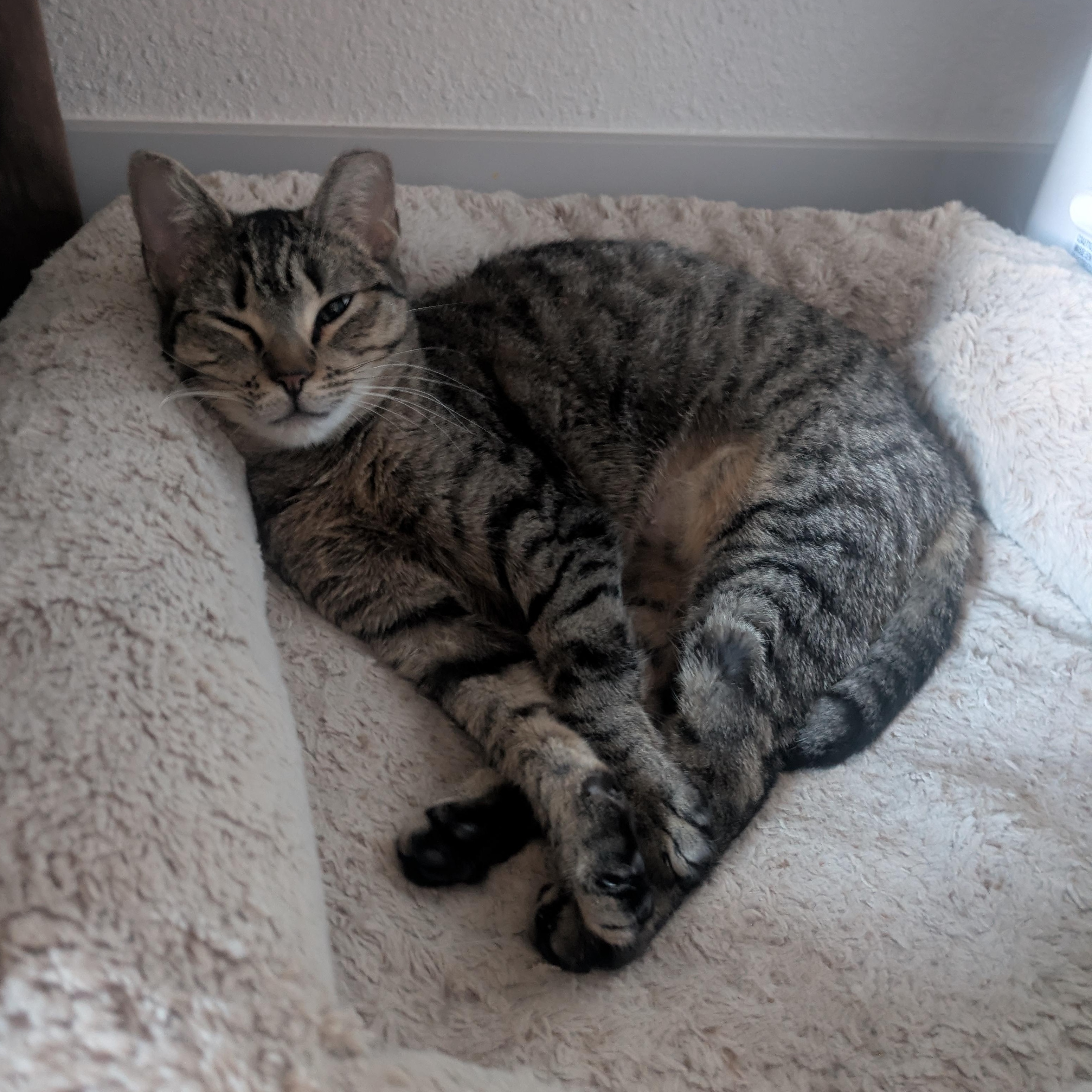 Enlarge Gumdrop (Gummy) & Graham – A Sweet, Bonded Sibling Duo, a Adoptable Domestic Short Hair in Prescott, AZ image 2/4