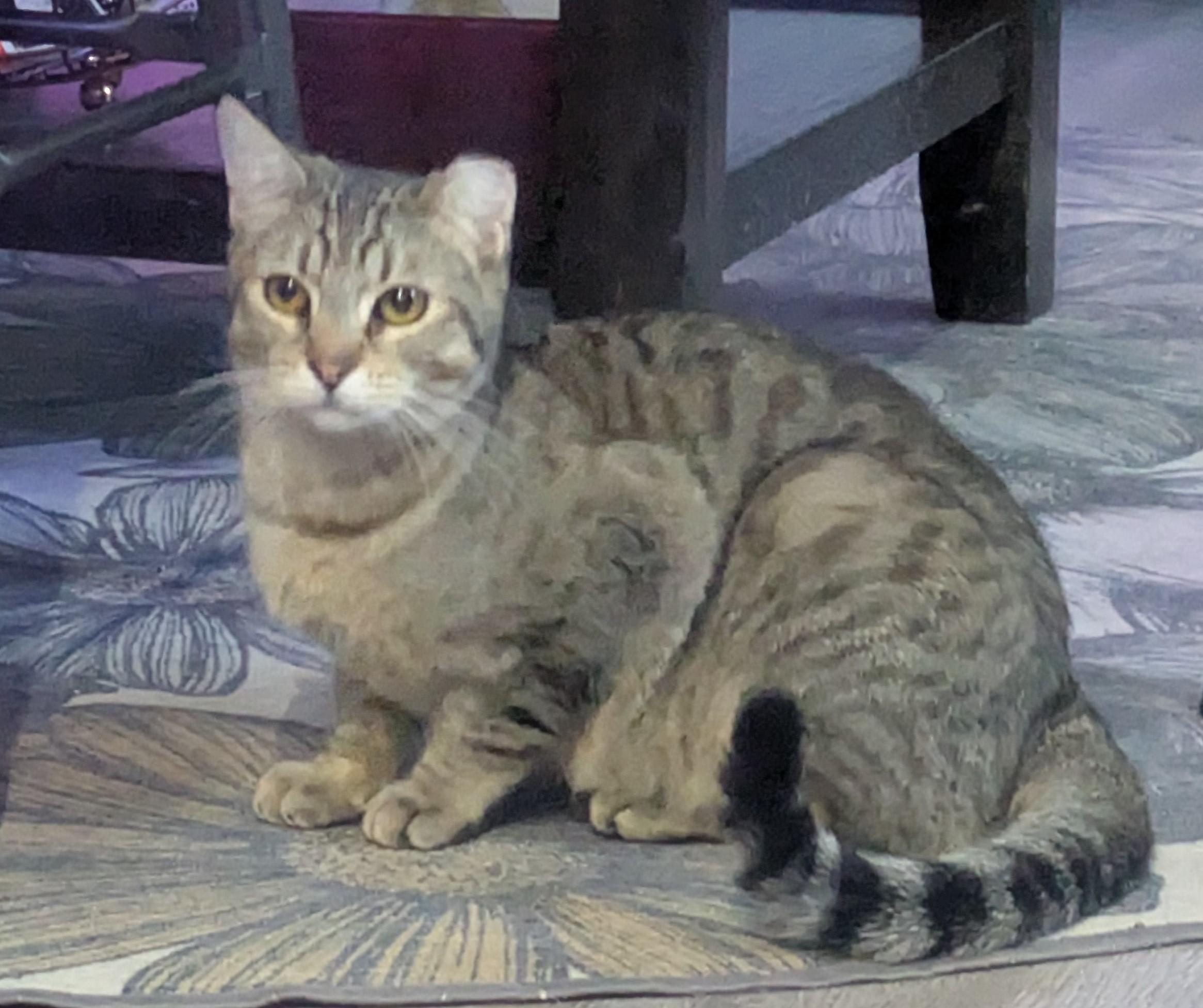 Enlarge Gumdrop (Gummy) & Graham – A Sweet, Bonded Sibling Duo, an adopted Domestic Short Hair in Prescott, AZ image 6/6