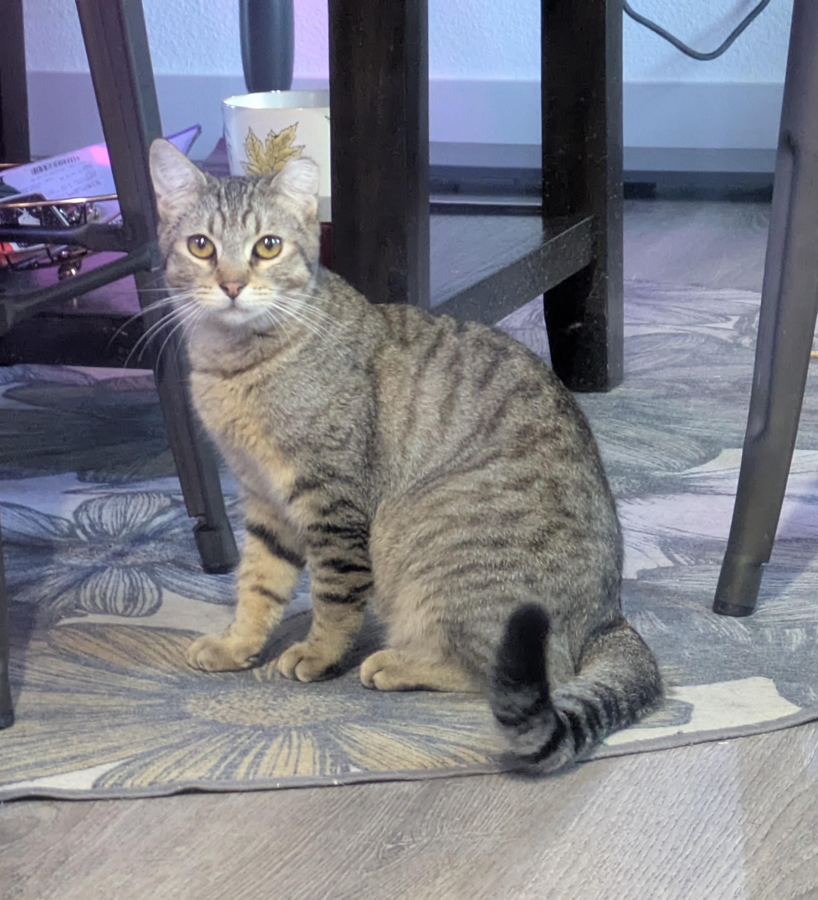 Enlarge Gumdrop (Gummy) & Graham – A Sweet, Bonded Sibling Duo, an adopted Domestic Short Hair in Prescott, AZ image 2/6