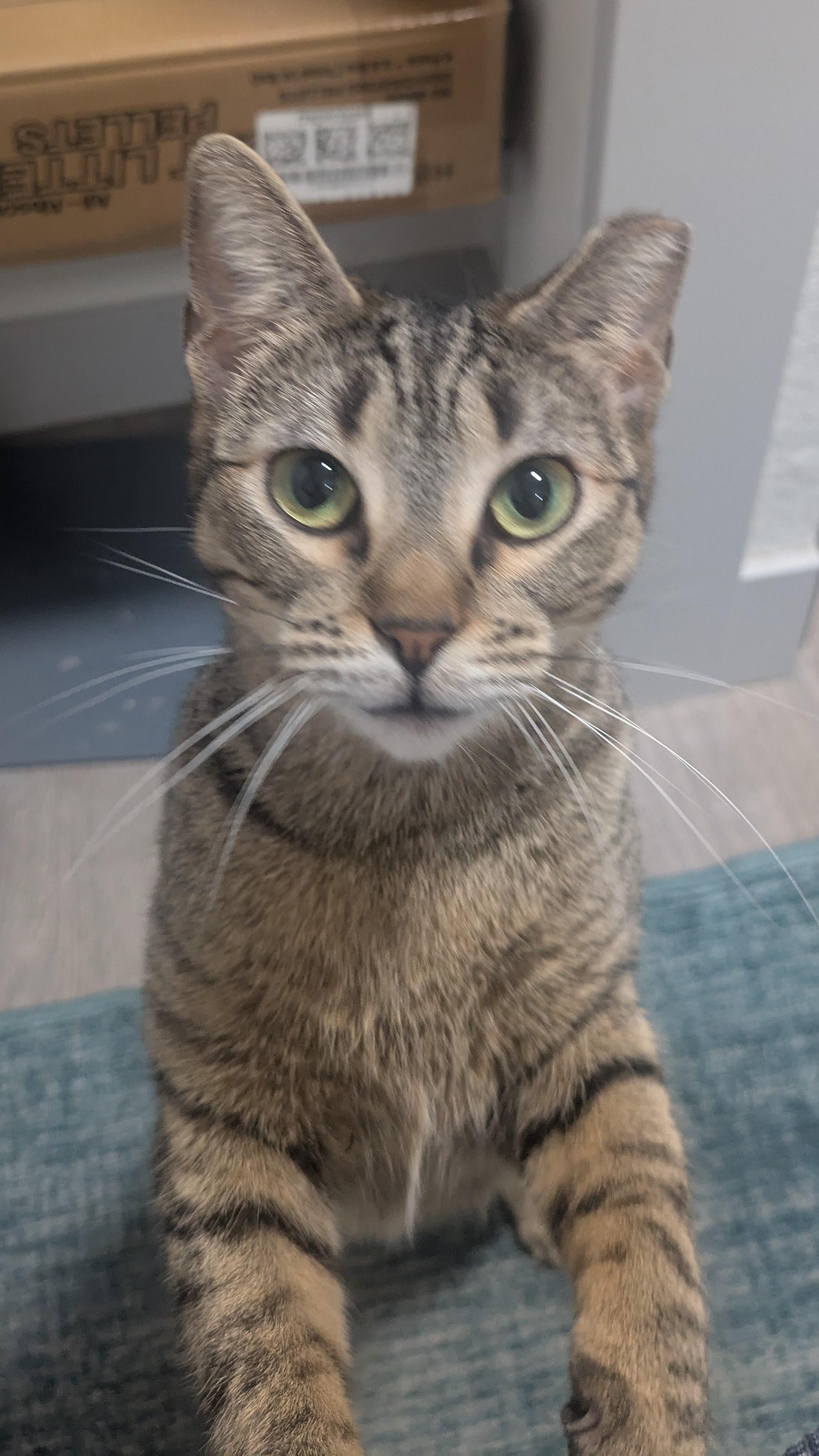 Enlarge Gumdrop (Gummy) & Graham – A Sweet, Bonded Sibling Duo, an adopted Domestic Short Hair in Prescott, AZ image 4/6