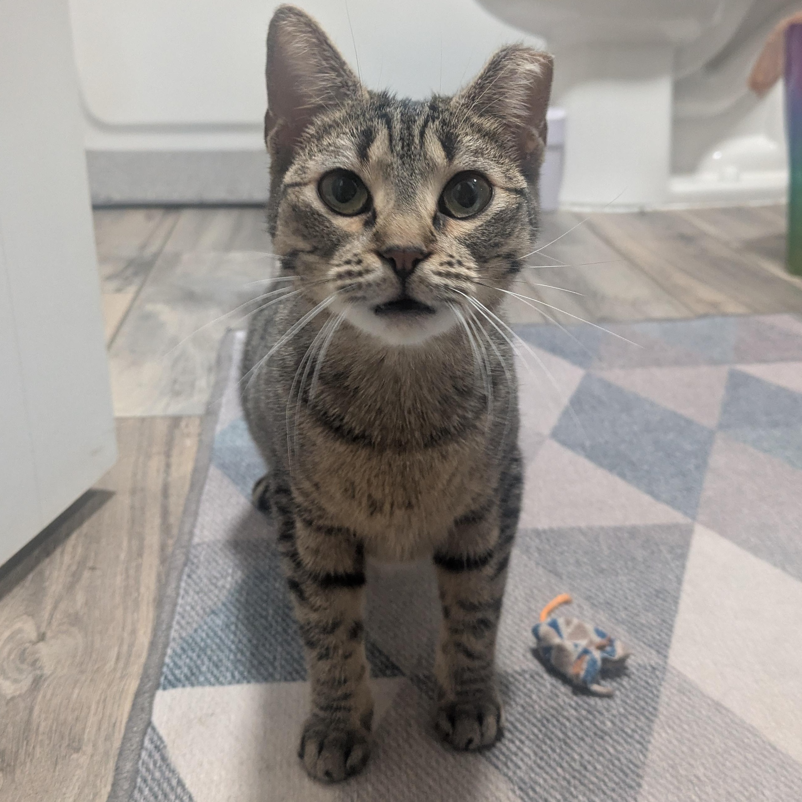 Enlarge Gumdrop (Gummy) & Graham – A Sweet, Bonded Sibling Duo, a Adoptable Domestic Short Hair in Prescott, AZ image 3/4