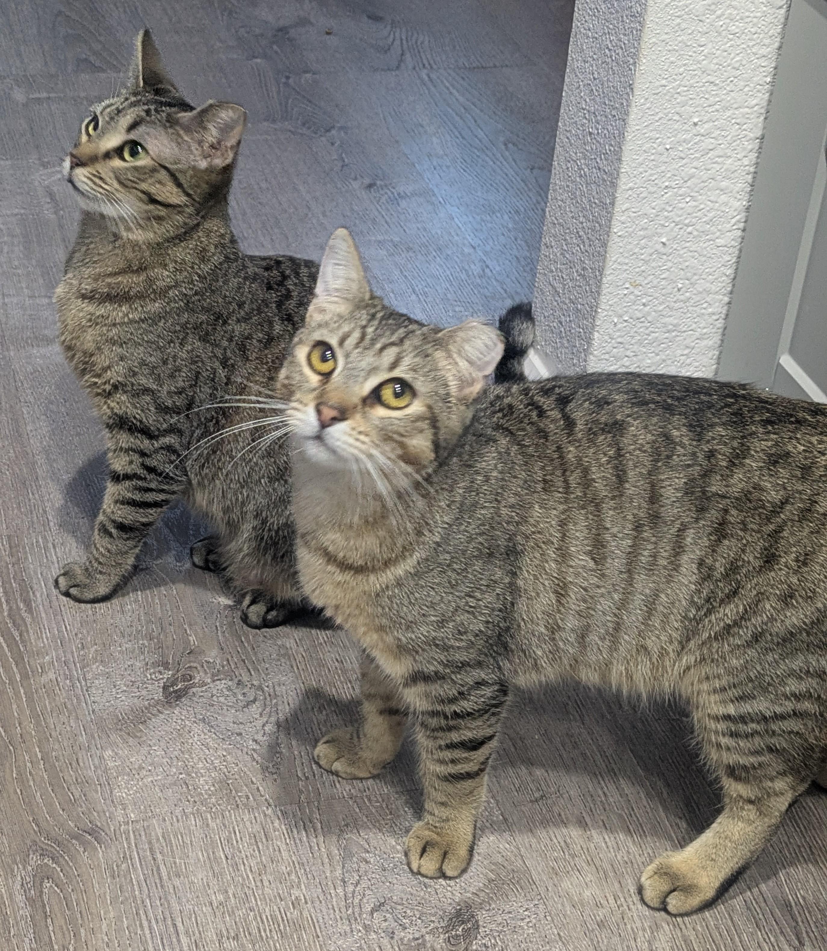 Enlarge Gumdrop (Gummy) & Graham – A Sweet, Bonded Sibling Duo, an adopted Domestic Short Hair in Prescott, AZ image 1/6