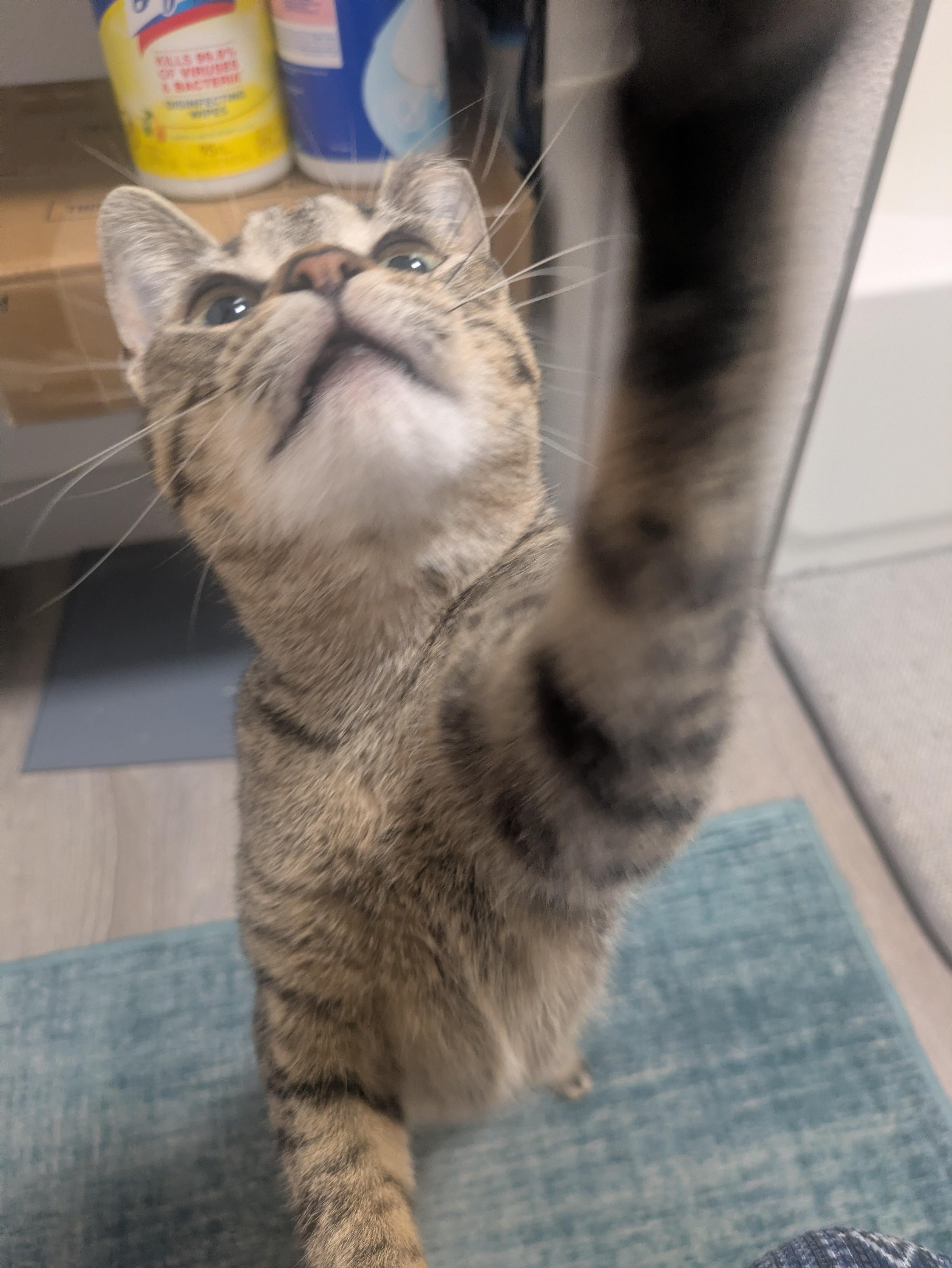 Enlarge Gumdrop (Gummy) & Graham – A Sweet, Bonded Sibling Duo, an adopted Domestic Short Hair in Prescott, AZ image 5/6