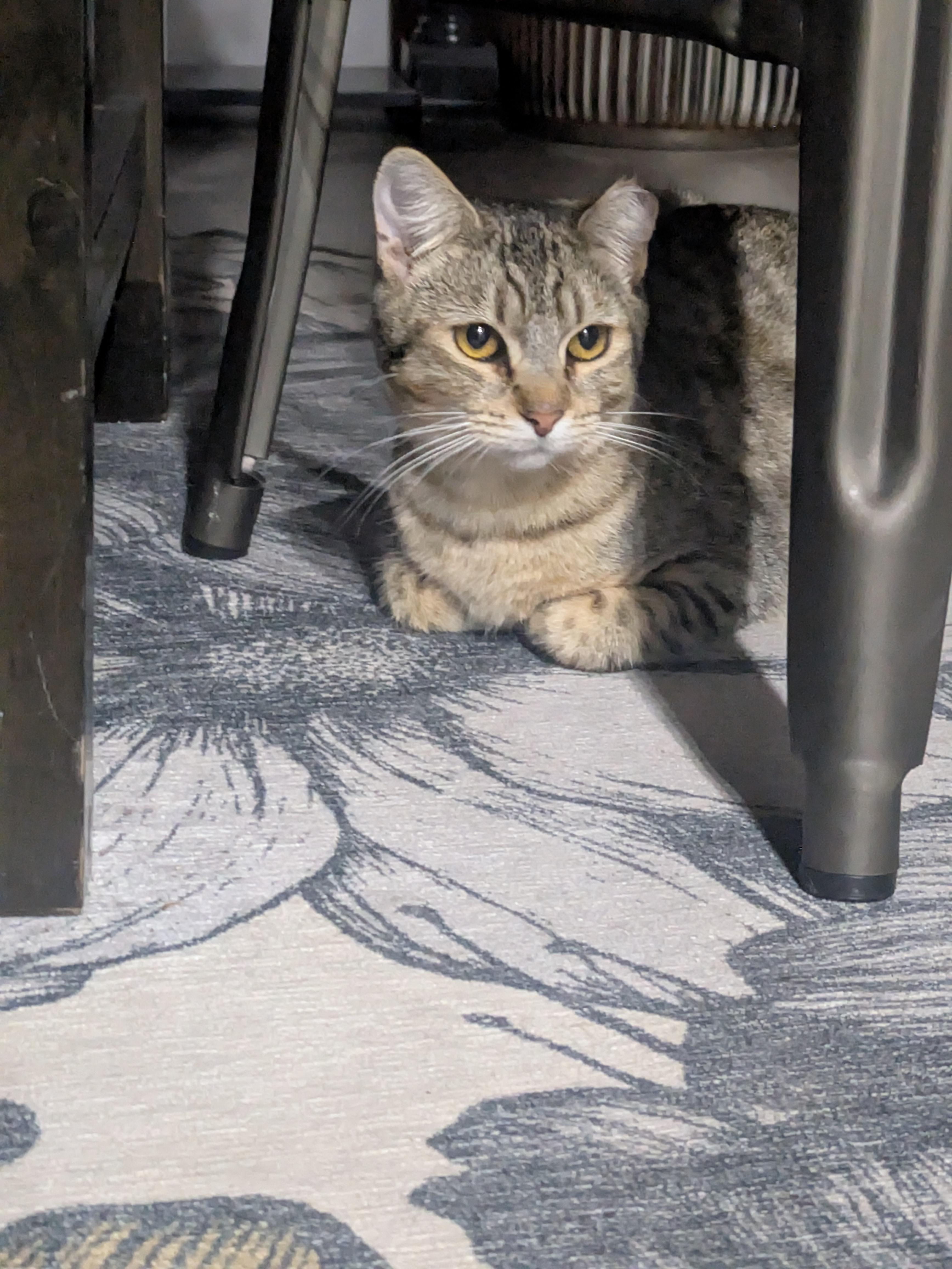 Enlarge Gumdrop (Gummy) & Graham – A Sweet, Bonded Sibling Duo, a Adoptable Domestic Short Hair in Prescott, AZ image 4/4