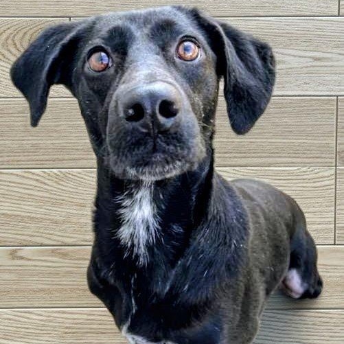 Sybil, ADOPTABLE, Young Female Black Labrador Retriever.