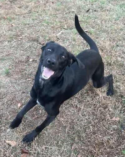 Sybil, a ADOPTABLE mixed breed in Hopkinton, MA image 5/6