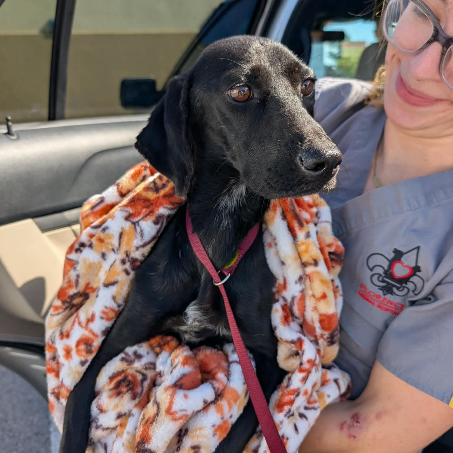 Sybil, a ADOPTABLE mixed breed in Hopkinton, MA image 6/6