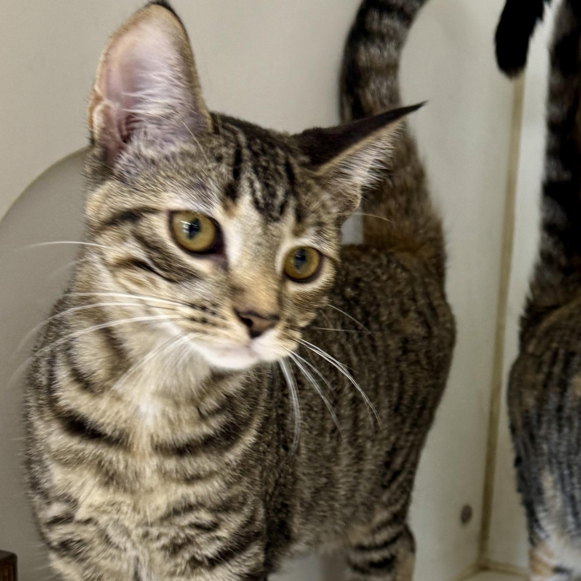 Enlarge Josie, a Adoptable Domestic Short Hair in Breese, IL image 1/4