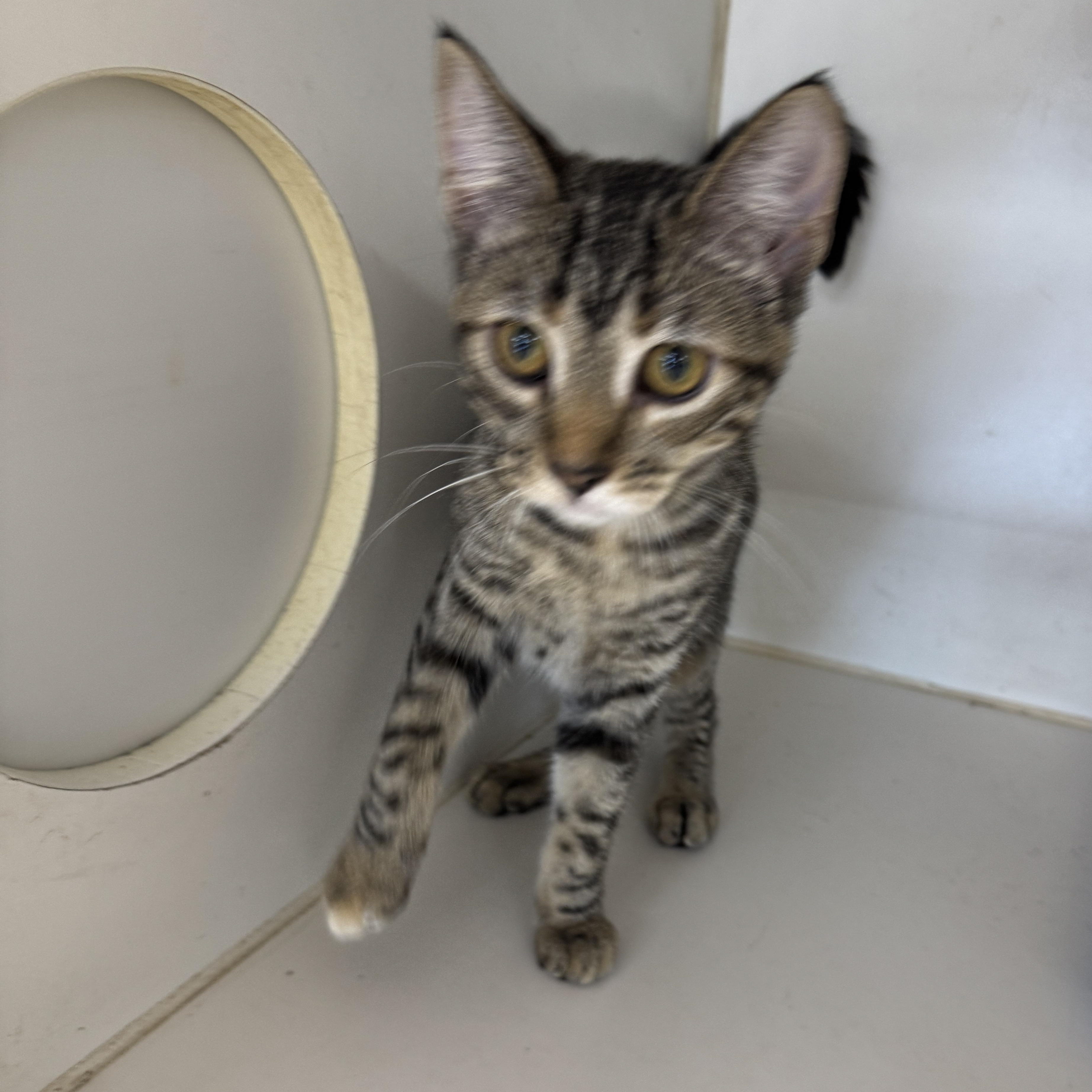 Enlarge Josie, a Adoptable Domestic Short Hair in Breese, IL image 2/4