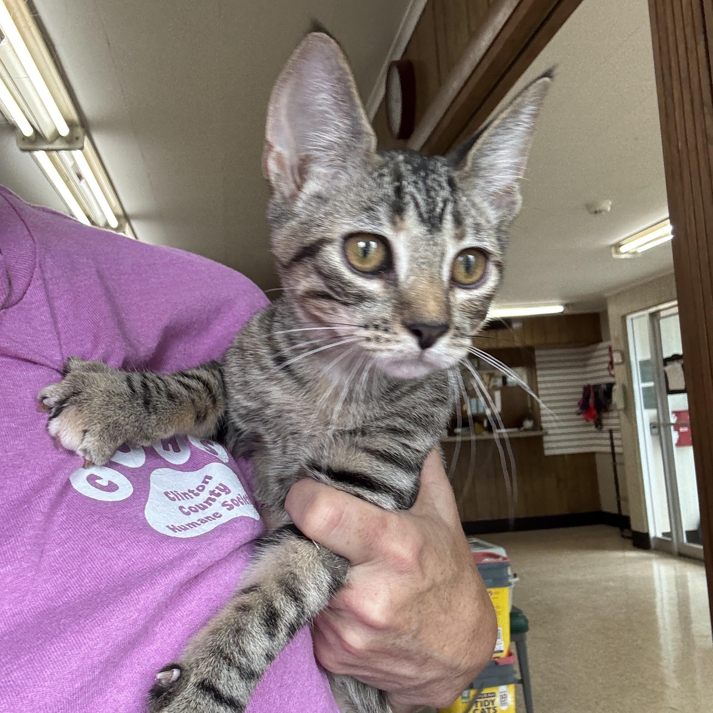 Enlarge Josie, a Adoptable Domestic Short Hair in Breese, IL image 3/4