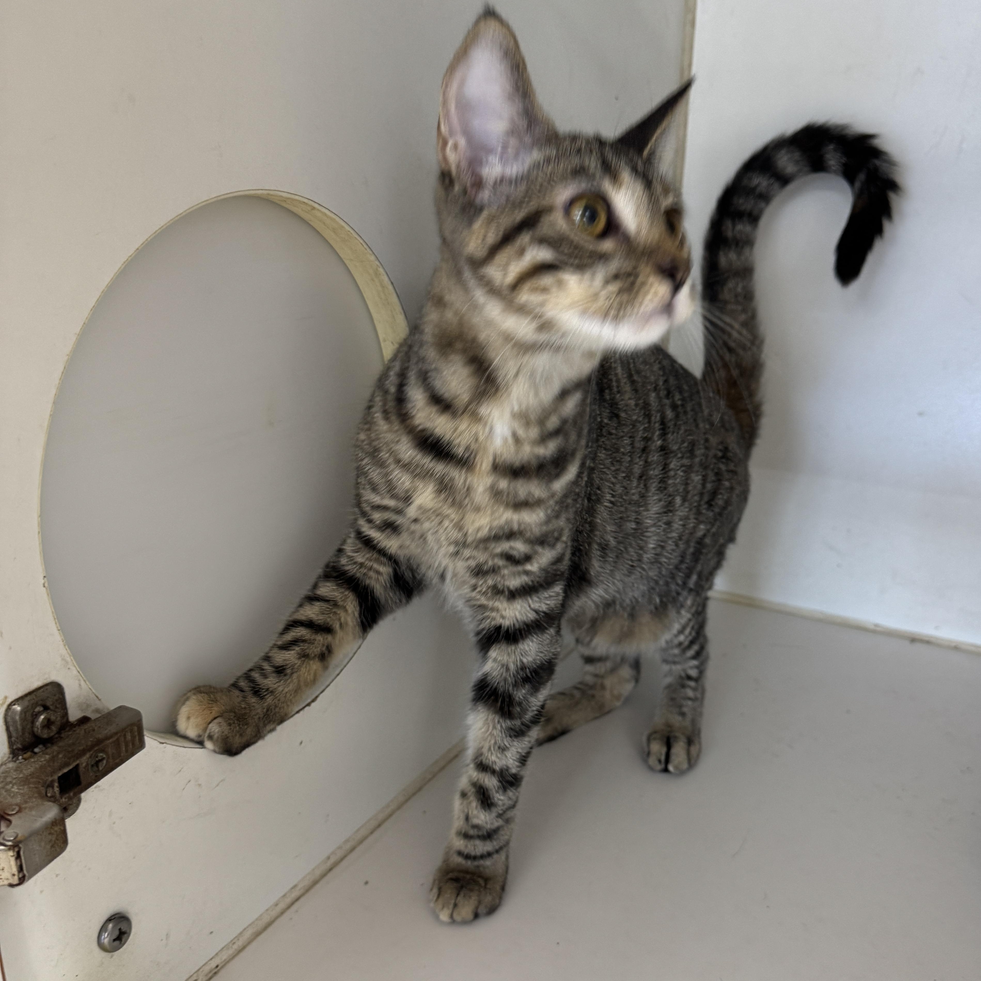 Enlarge Josie, a Adoptable Domestic Short Hair in Breese, IL image 4/4