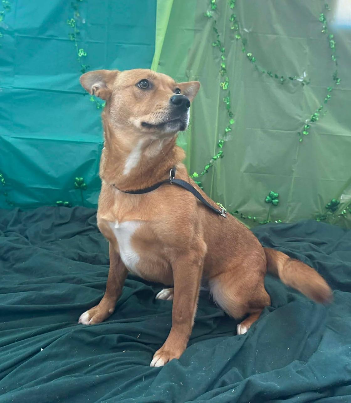 violet, ADOPTABLE, Young Female Shiba Inu & Corgi.