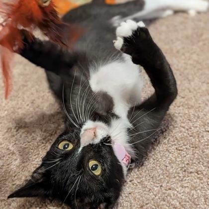Enlarge Nike, a ADOPTABLE American Shorthair in Dubuque, IA image 3/3